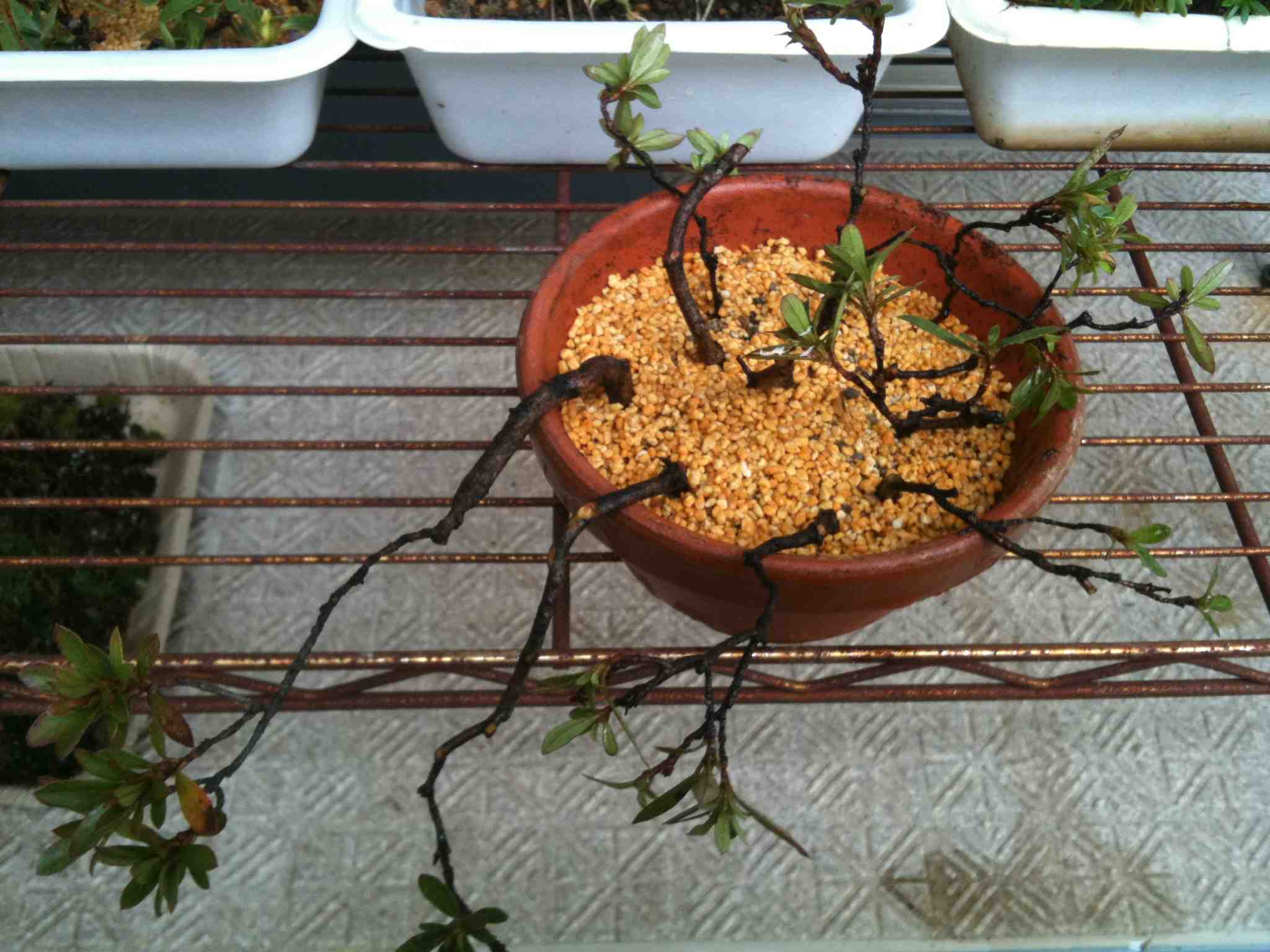 挿し木２種 名古屋でのミニ盆栽の作業 管理の記録